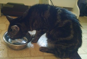 Cat drinking water