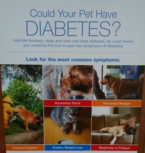 Signs of pet diabetes