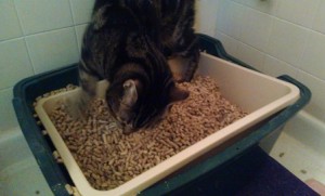 Cat using litter box