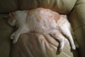 Obese Cat