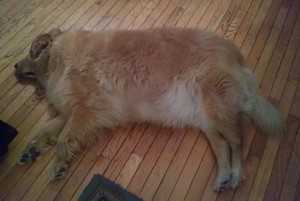 Obese Dog