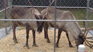 Reindeer at Belle Mead Animal Hospital Open House event