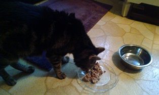 Cat at food dish