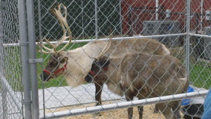 Reindeer Jingles and Nibbles