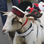 Dallas the goat at Belle Mead Animal Hospital 2015 Reindeer Event