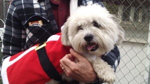 Patient dressed in Santa Suit at 2015 Belle Mead Animal Hospital Reindeer Event