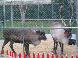 Nibbles and Jingles at Belle Mead Animal Hospital, Dec 12, 2015