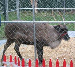 Reindeer 2015 Belle Mead Animal Hospital