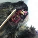 Grade 4 dental disease - Belle Mead Animal Hospital