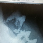 Grade 4 tooth Xray Belle Mead Animal Hospital