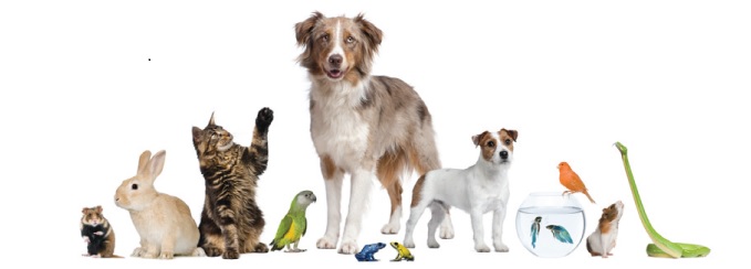 Animals Dogs Cats Exotics Birds Reptiles