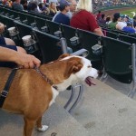 Dog at Bark in the Park