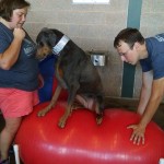 Cherry Physical Rehab Demo