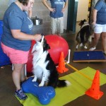 Dr Somjen Dog Chill Physical Rehab Demo