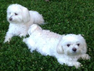 Meghan (right) brother Laddie Dog patients Belle Mead Animal Hospital