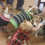 Animal Alliance of NJ adoptable puppies