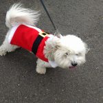 Canine Visitor to Belle Mead Animal Hospital Live Reindeer Event