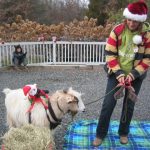 Dallas the goat at Belle Mead Animal Hospital Live Reindeer event