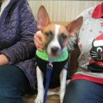 Animal Alliance of NJ adoptable puppy