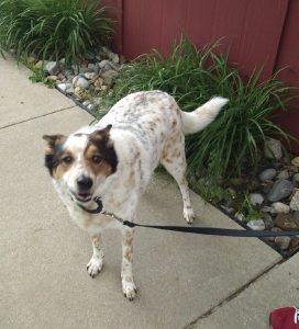 Dog at Belle Mead Animal Hospital Dental Seminar May 2017