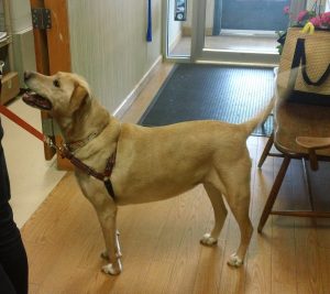 Dog at Dental Seminiar May 2017