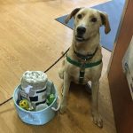 BMAH Bark Park Basket Winner 2017 Buddy the dog