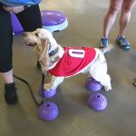 Rehabilitation exercises at Bark in the Park Nightt