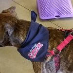 dog with Somerset Patriots bandanna