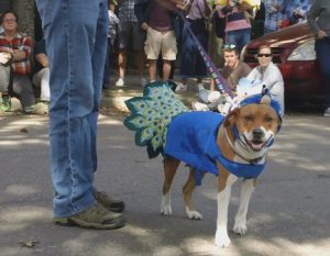 Adoptable Dog Pet Masquerade Parade