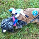 Best Small Dog Costume Howl-O-Ween