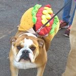 Hot Dog at Howl-O-Ween