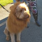 Lion dog at Howl-O-Ween
