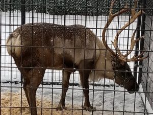 Reindeer Jingles Holiday Event 2017