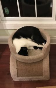 Cat sleeping on cat perch