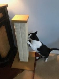 Cat using scratching post