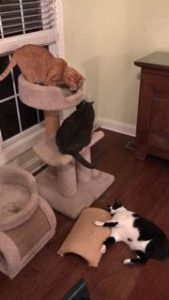 Cats using cat scratcher and cat tree