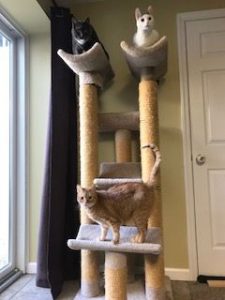 Tall Cat Tree