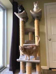 Tall Cat Tree