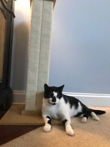 cat resting by scratching post