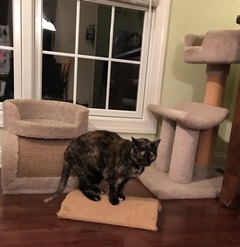 floor cat scratcher and cat tree