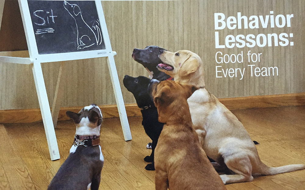 Puppy Social Behavior Lessons