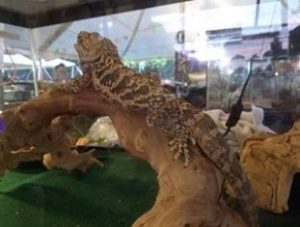 4-H Herpetology Reptile