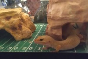 4-H Herpetology Reptile TWO