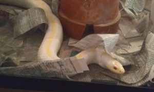 4-H Herpetology Snake