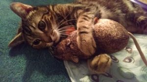 Cat Taurus_with_Mouse_toy