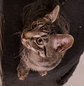 Buzzie CAPIC adoptable cat
