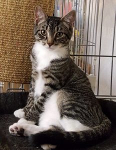 REXIE CAPIC adoptable cat