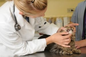 Cat Dental Check up