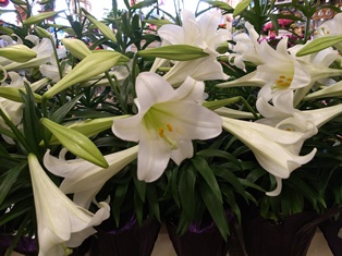 https://vetportal.vetsecure.com/email/1446/Easter_Lilies.jpg