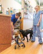 Specially-Abled-Pets at Belle Mead Animal Hospital